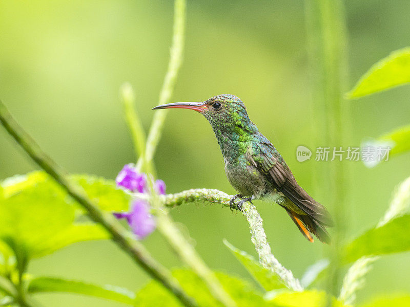 美丽Rufous-tailed蜂鸟