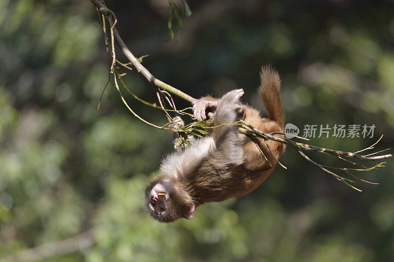 在树林里玩小猴子