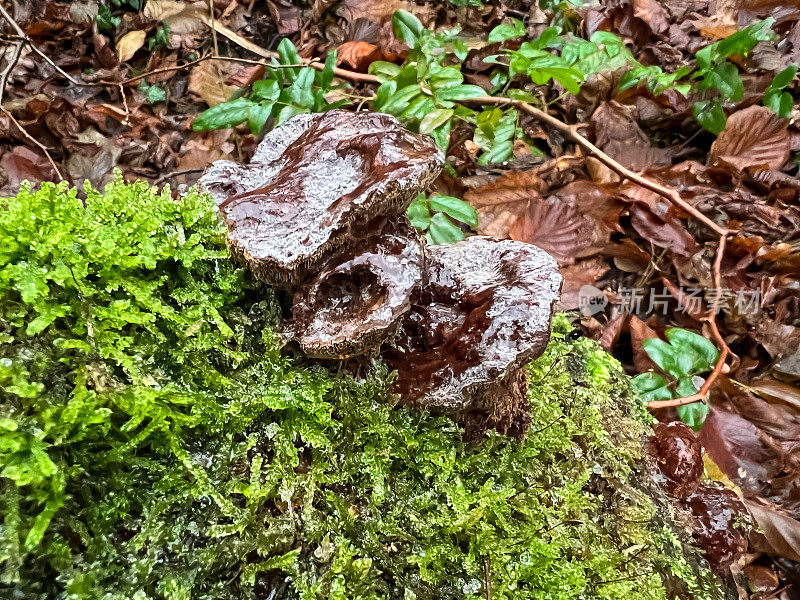 长满苔藓的湿树桩上的蘑菇。