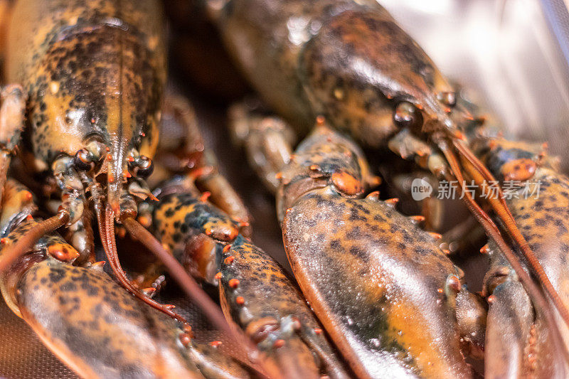 两个生龙虾的特写