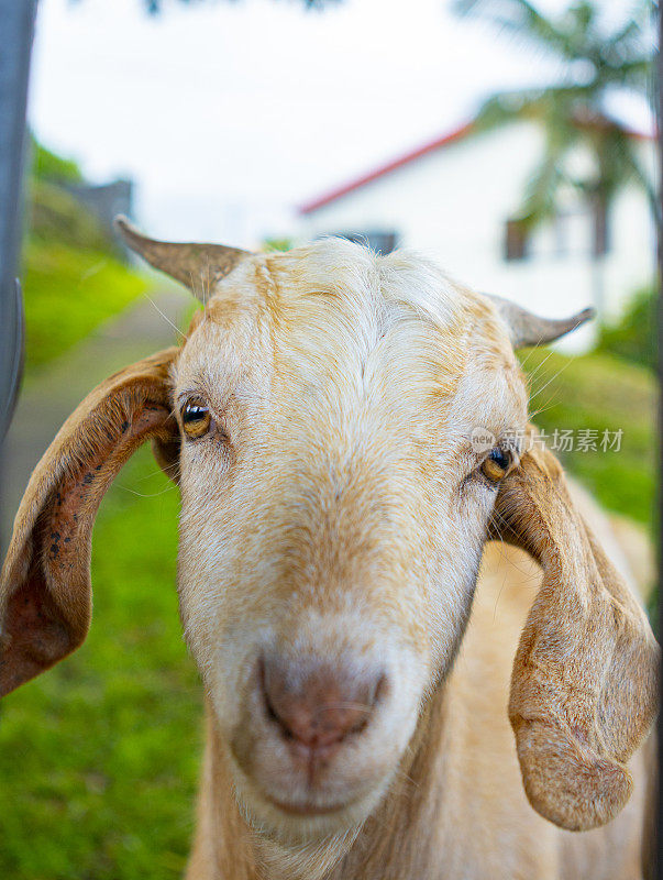 留尼旺岛的山羊