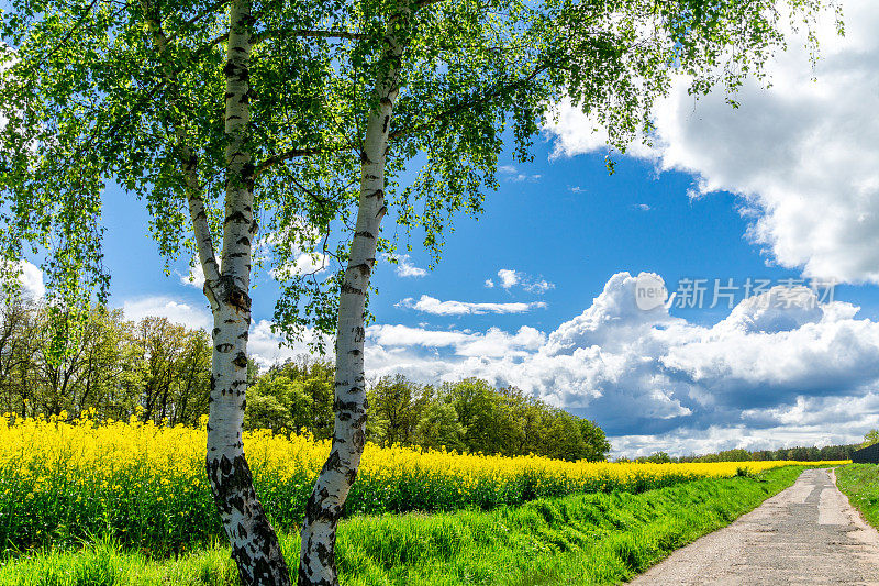 黄色的油菜田与村庄和草地在德国-油菜籽田