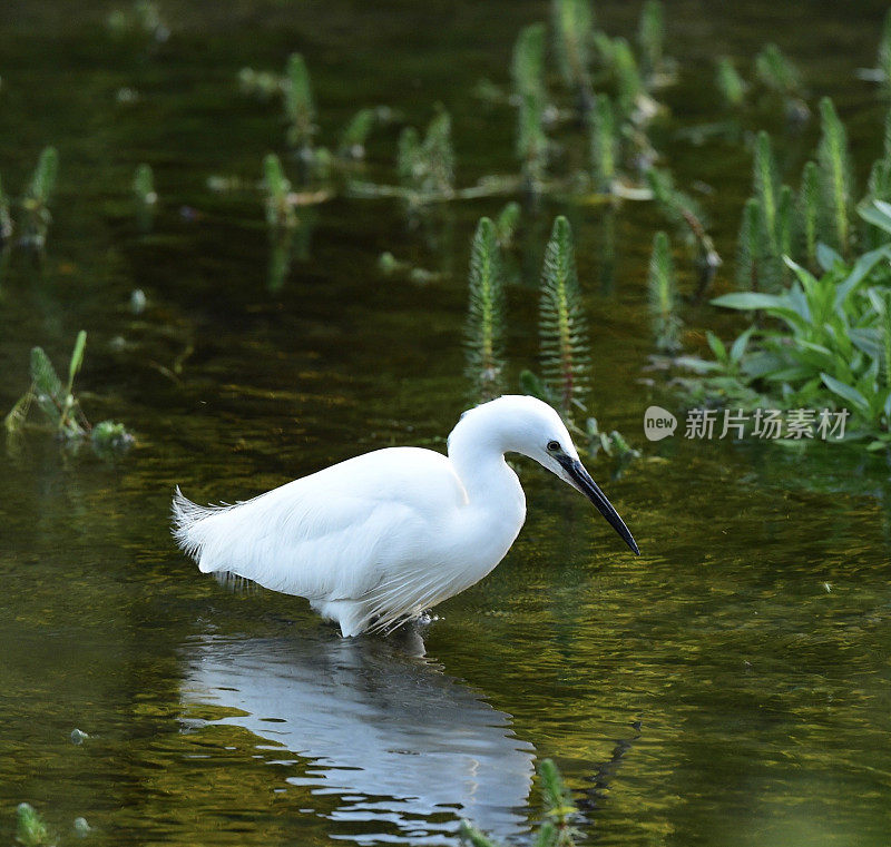 白鹭