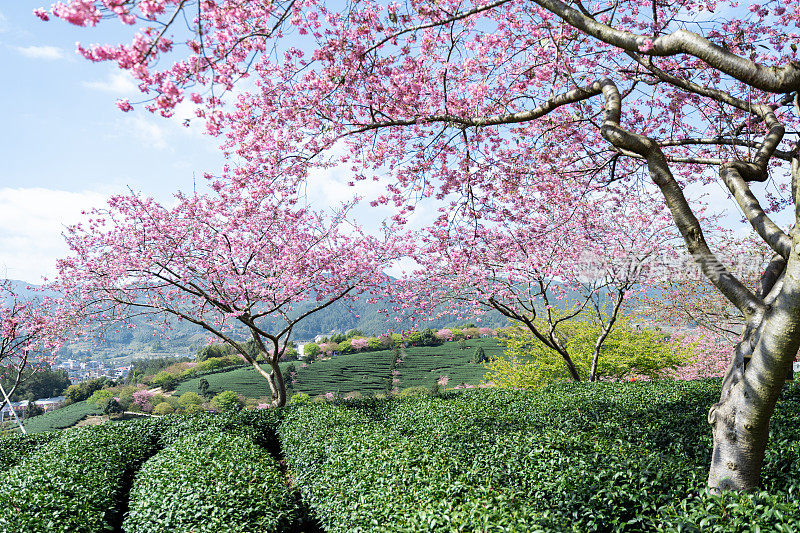 樱花有机茶园