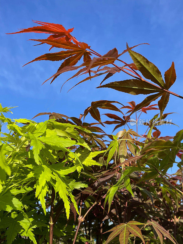 近景拍摄的是年轻的日本枫树(掌叶槭)的树冠，叶子结构与阳光蓝色隔离，春天的叶子颜色为红色、黄色和绿色，重点放在前景