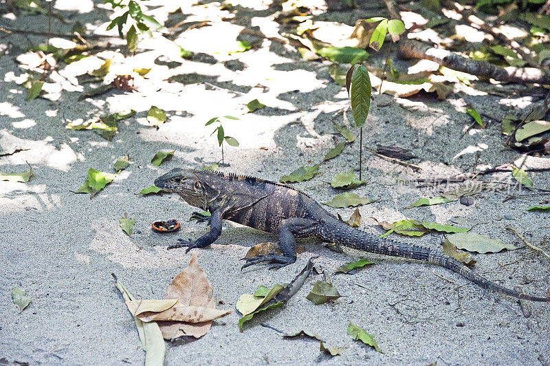 棘尾鬣蜥走过布满沙质树叶的海滩，曼纽尔安东尼奥，哥斯达黎加