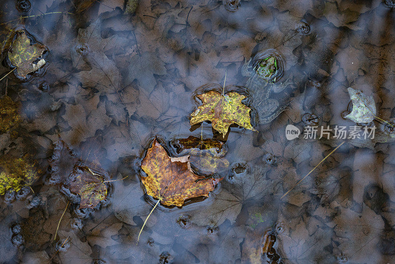 青蛙在有叶子的水坑里