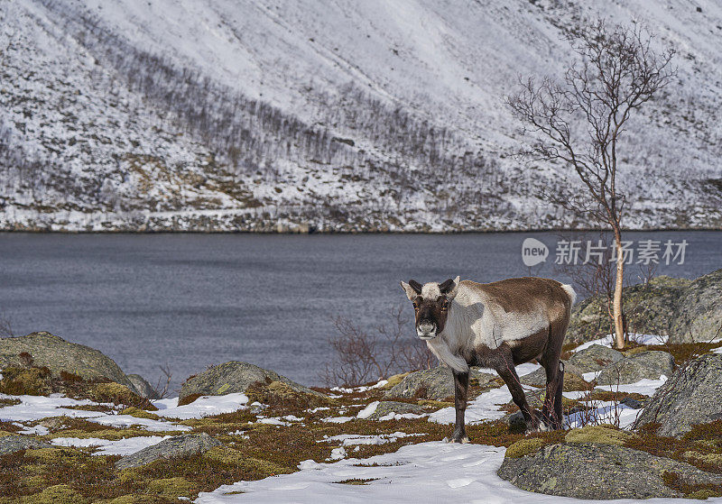 欧洲挪威特罗姆瑟附近美丽峡湾的野生驯鹿