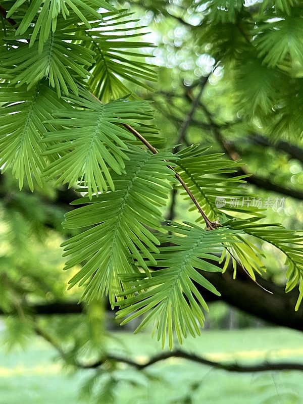 水杉树