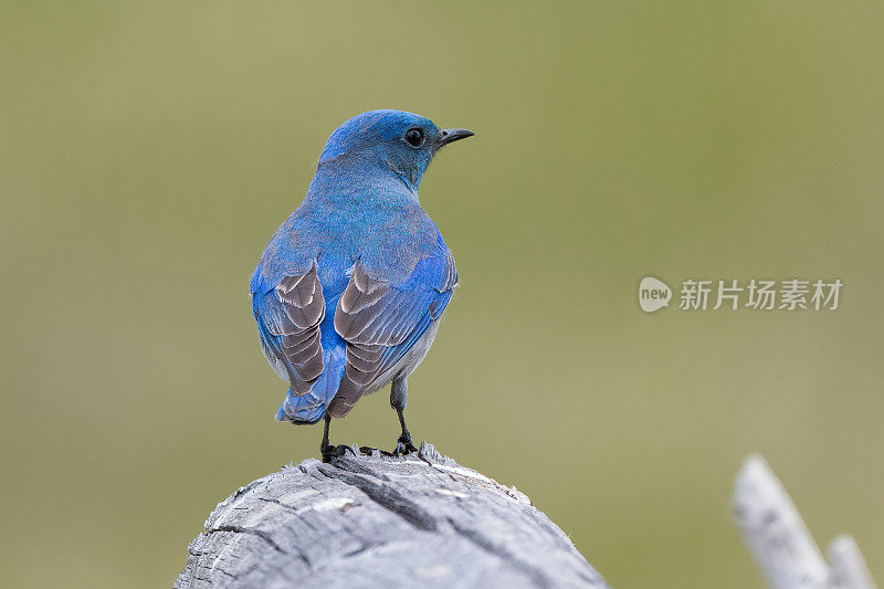 山蓝鸟(雄性)栖息在旧木桩上