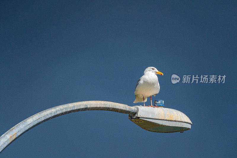 栖息在路灯上的海鸥