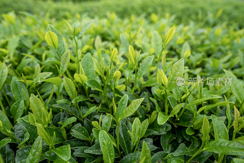 雨后茶园中的茶的特写