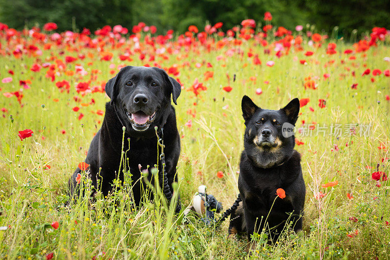 两只友好的狗在红色罂粟花的田野肖像