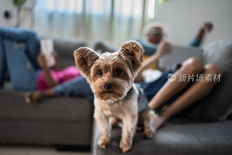 狗狗在家里的沙发上看相机