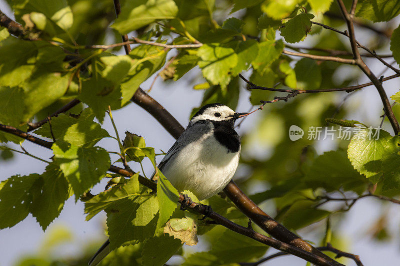 鹡鸰