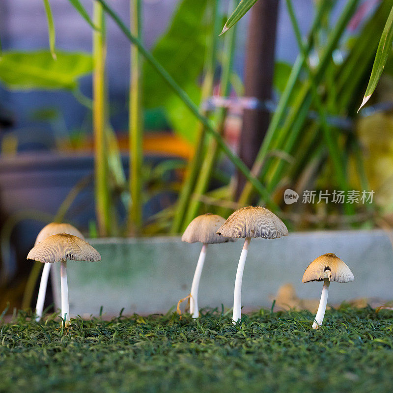 泰国真菌在夜间生长在人造草上