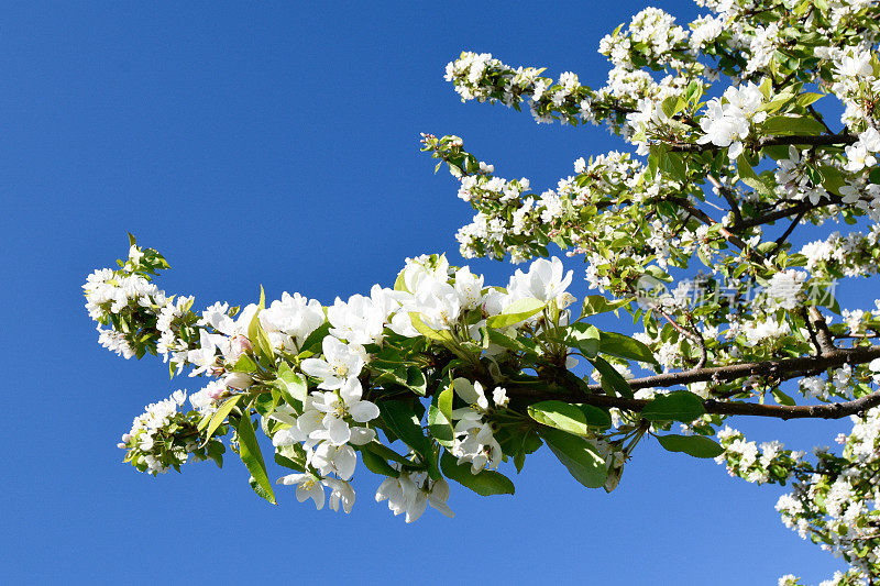 春天鲜花背景-安克雷奇，阿拉斯加