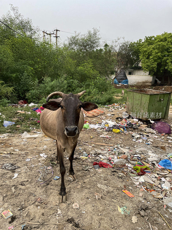 印度野生圣牛的图像荒原上覆盖着苍蝇倾倒的垃圾，拾荒附近跳过垃圾箱，重点放在前景