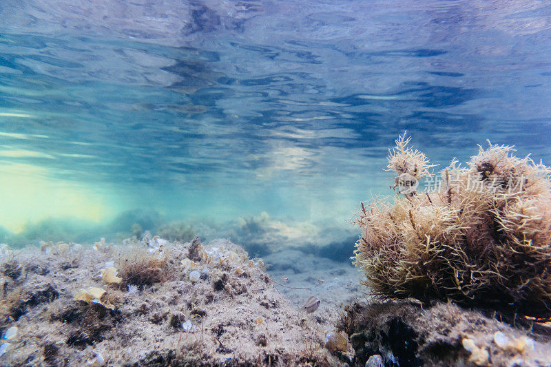 浅水海底