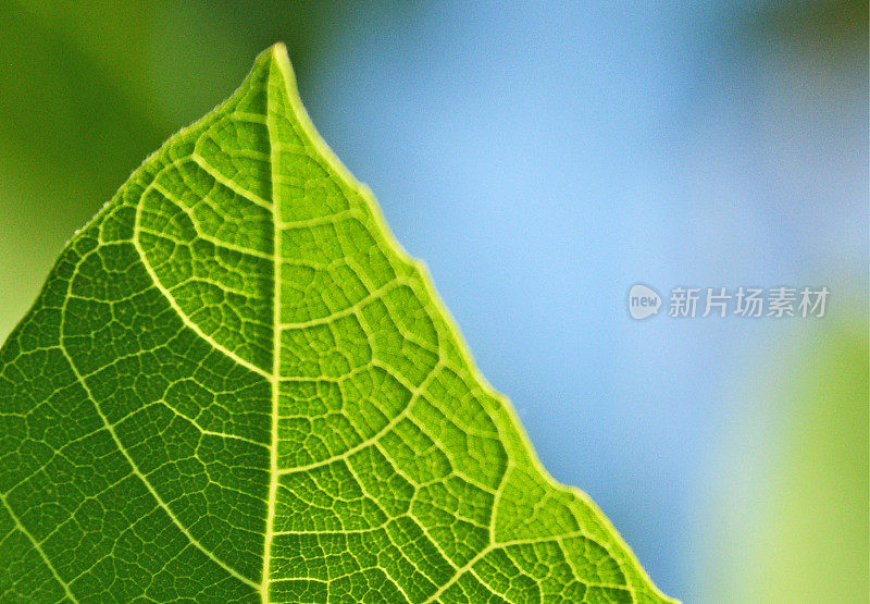 绿色遮羞布的特写和详细镜头