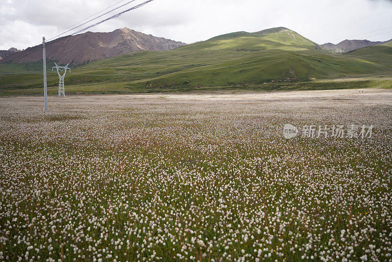 中国青藏高原上的一朵美丽的花