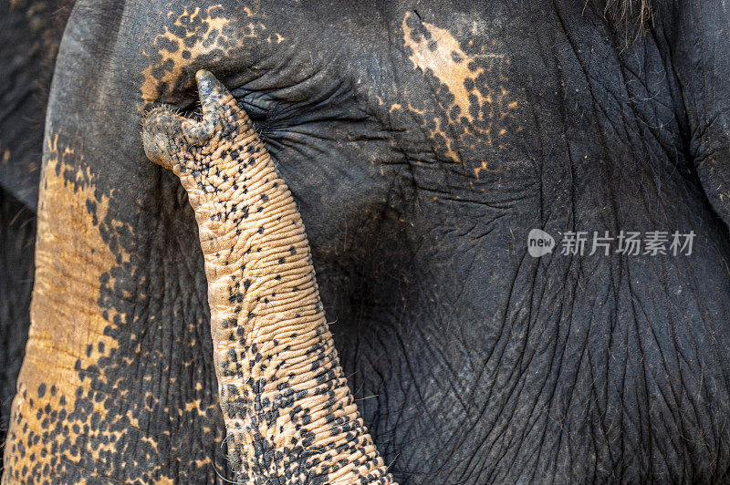 特写的印度大象的眼睛和脸被它的鼻子抓伤。