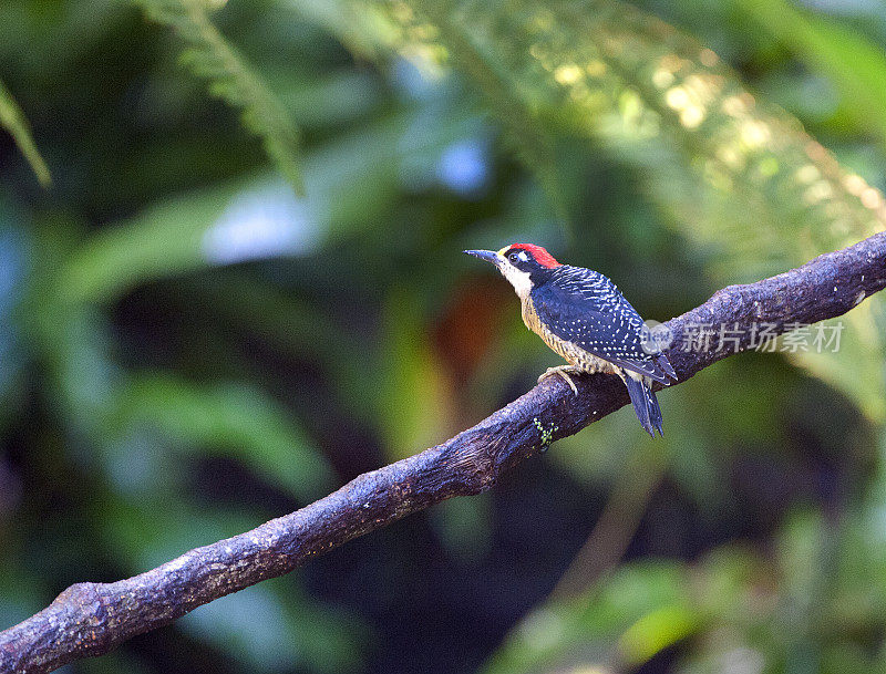 哥斯达黎加，拉塞尔瓦，黑颊啄木鸟在光秃秃的树枝上休息