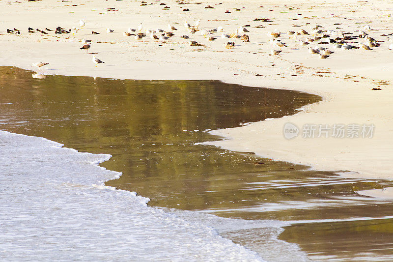 海滩上的海鸥，水坑，倒影。