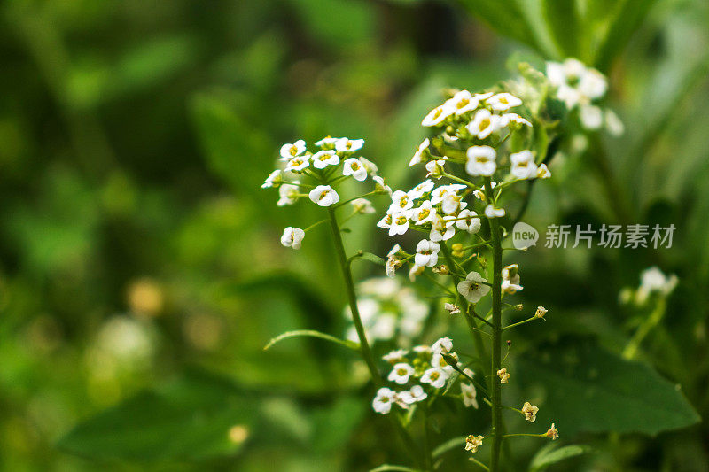 绿色背景下的白花