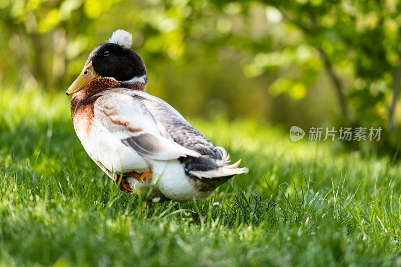 在草地上休息的凤头鸭