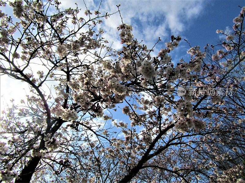 日本。3月底。樱花在清澈的蓝天白云映衬下绽放。