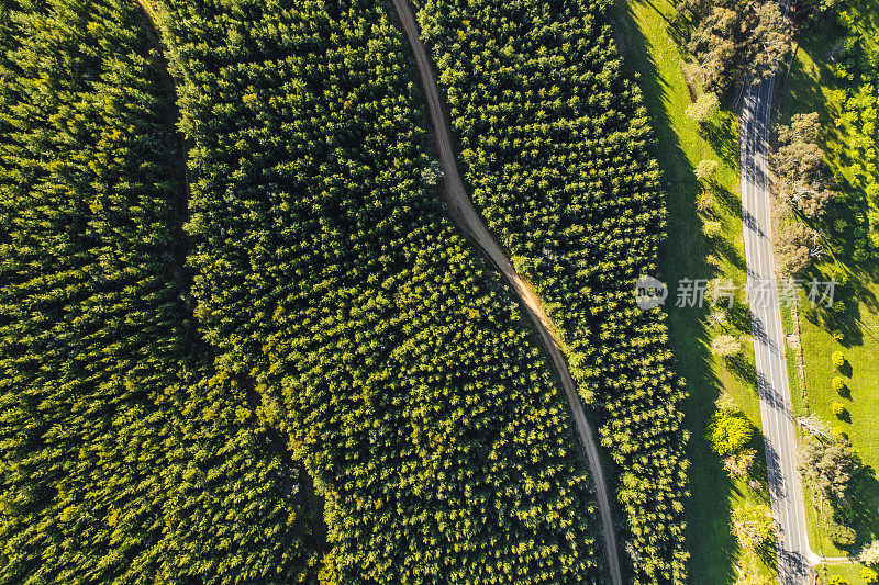 从空中透视的道路穿过松树林和牧场在金色的光