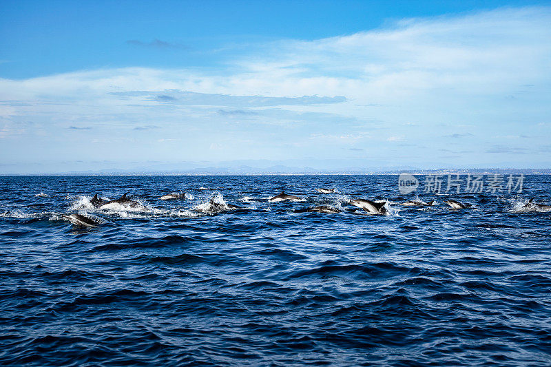海豚群在有海岸的海洋中跳跃