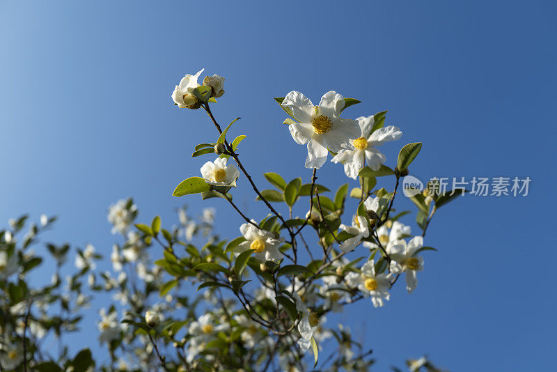 茶籽树在山上开花