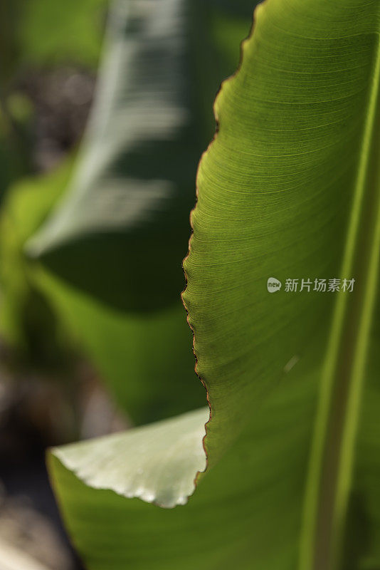 波浪，背光芭蕉叶与皱折的深色边缘和平行叶脉