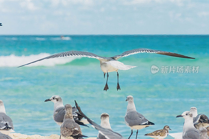 海滩上的鸟