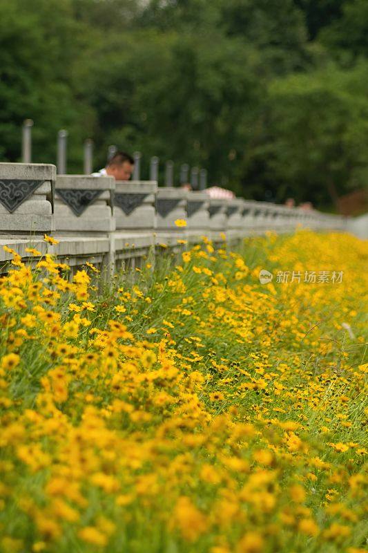中国青龙湖公园，阳光下模糊背景下的大黄植物花园