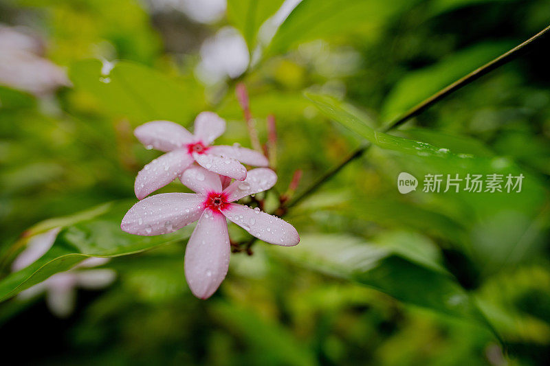 郁郁葱葱的绿色植物在热带丛林森林马来西亚槟城岛