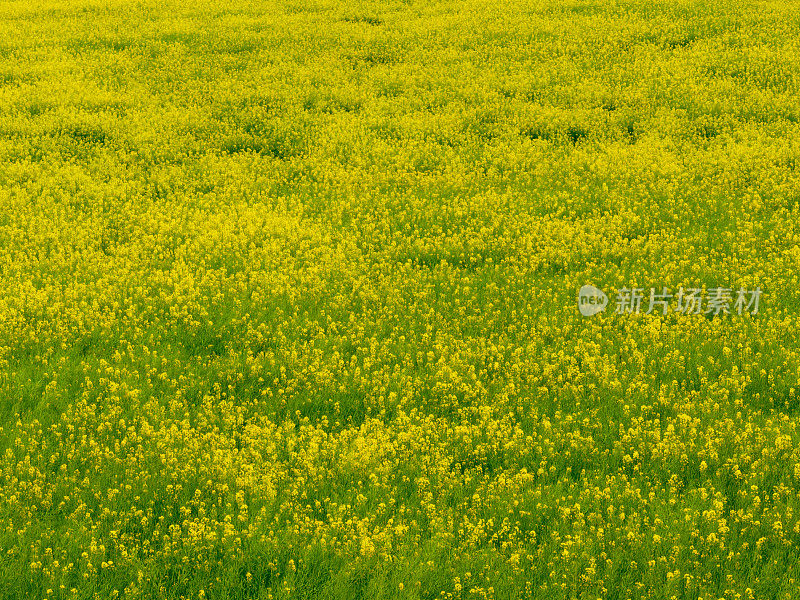 油菜花盛开在田野里