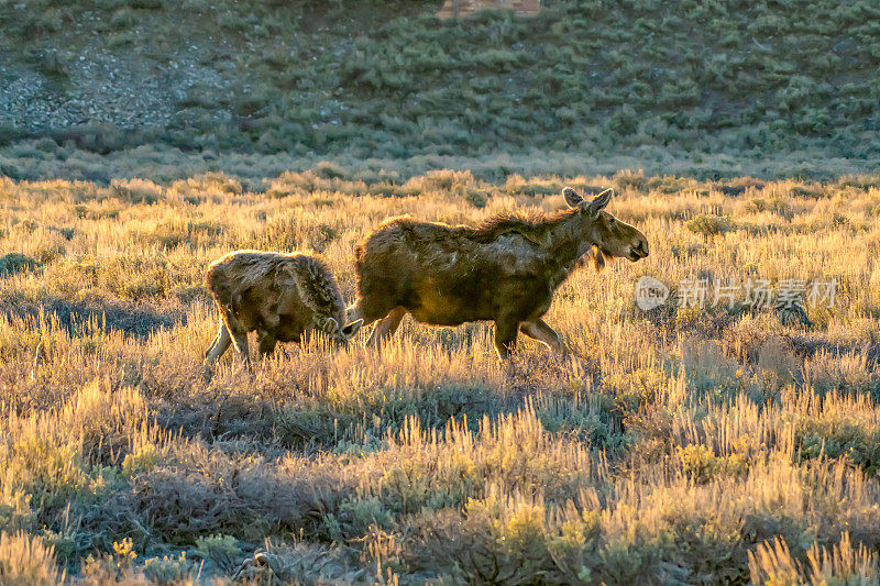 在清晨的阳光下，黄石生态系统中的驼鹿(雌性)和她身边的一岁的小牛