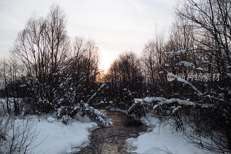 冬季景观，白雪覆盖的树木和阳光