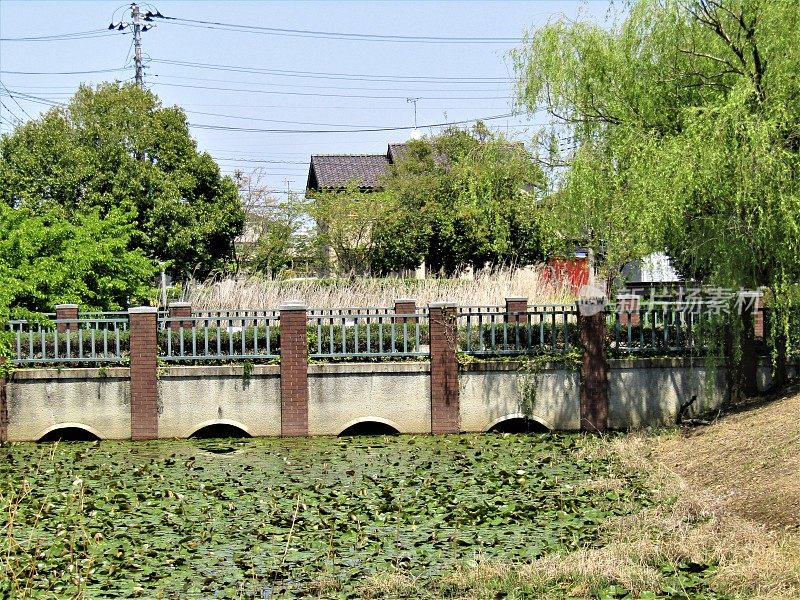日本。4月。有睡莲的池塘和横跨其间的桥。
