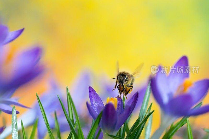 蜜蜂接近番红花