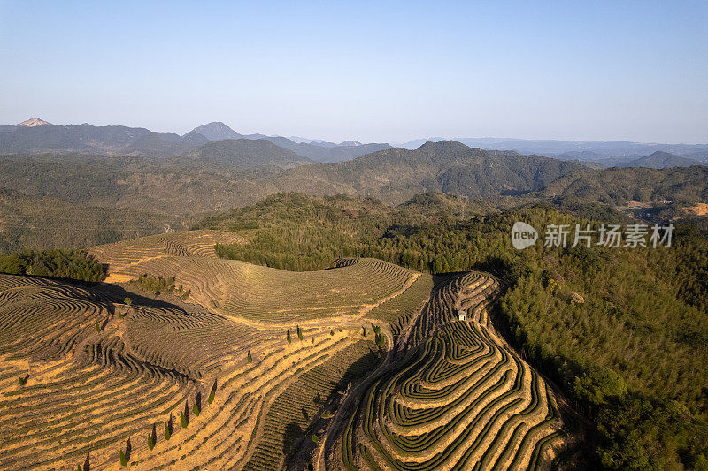 高角度的高山茶园