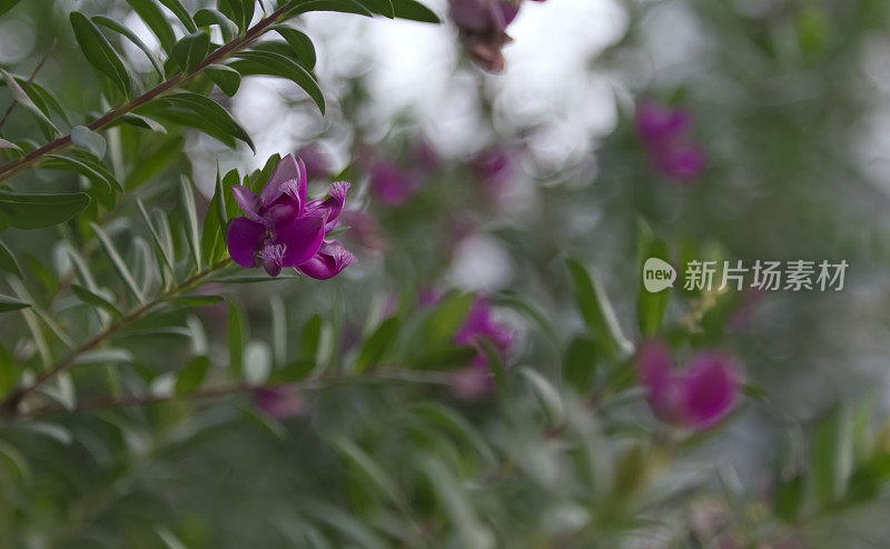 品红色的花