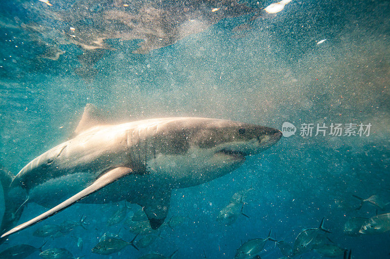 大白鲨带着血和鱼游过浑浊的水