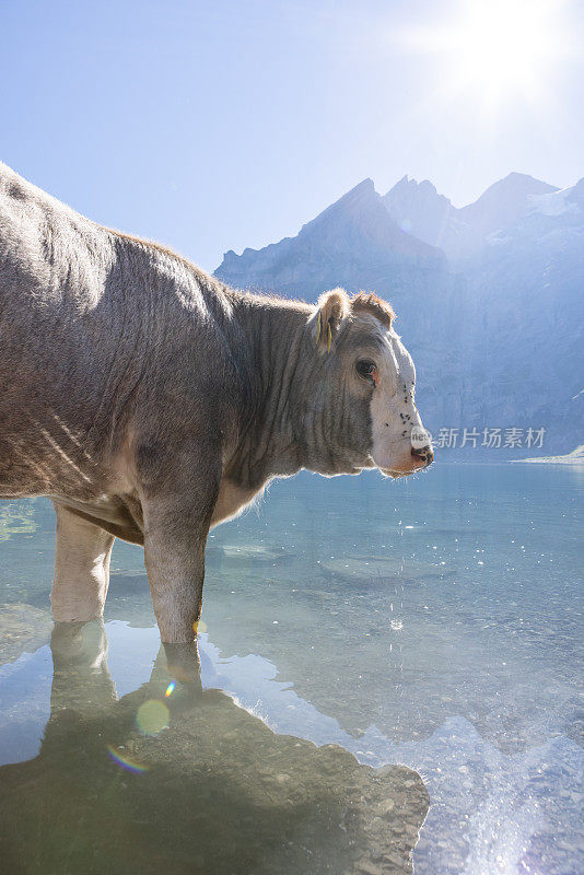 阳光明媚的夏日，高山湖边的一头美丽的奶牛