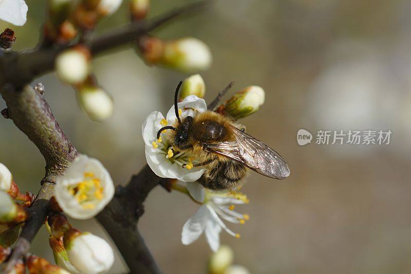 微距镜头，一只毛茸茸的雄性玻璃纸孤独的蜜蜂从开花的黑刺李花中喝花蜜