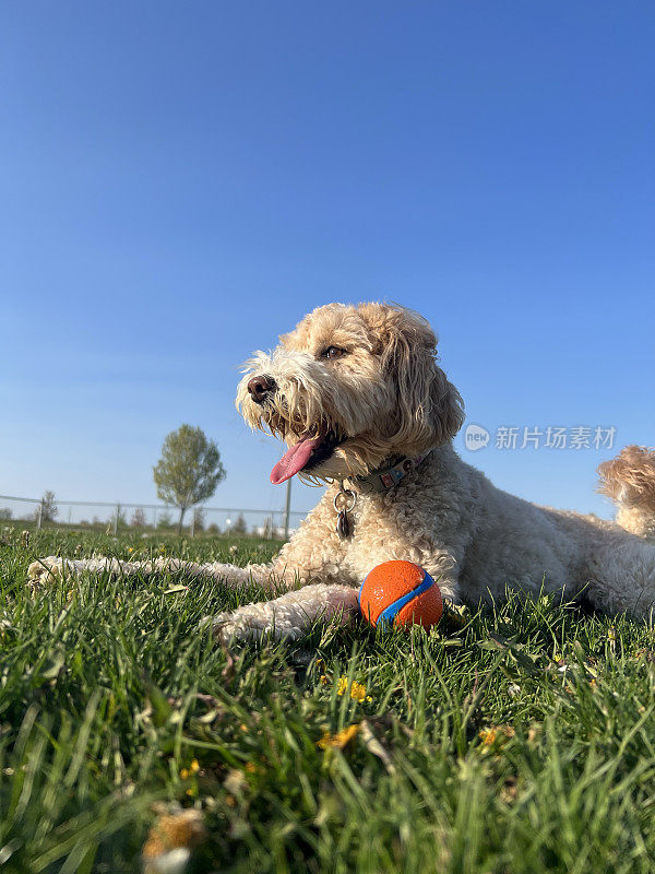 有球的拉布拉多犬