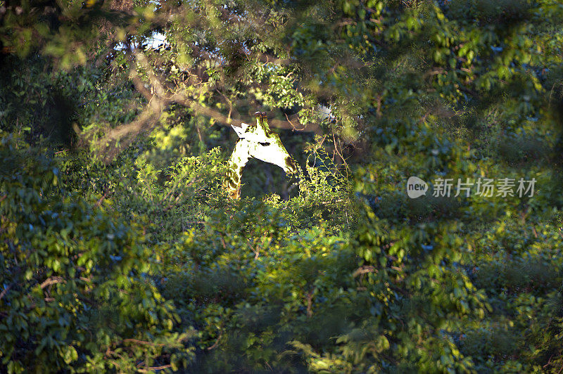 南非长颈鹿在阳光下透过树叶，马杰特野生动物保护区，马拉维，非洲